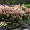 Quick Fire® Hydrangea Treeform #7 - Image 2